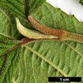 SpeciesSub: f. tomentosum